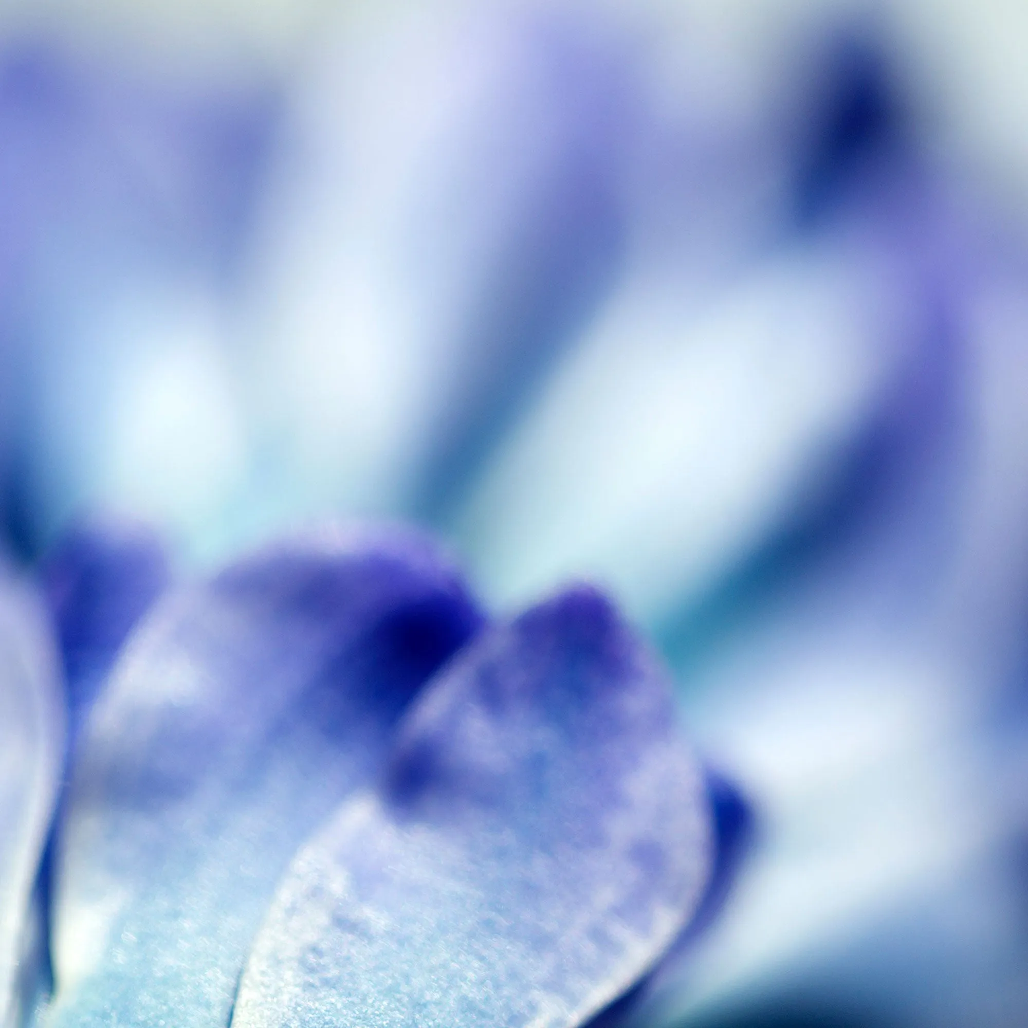 Special Edition Blue Hyacinth Silk Stole Scarf