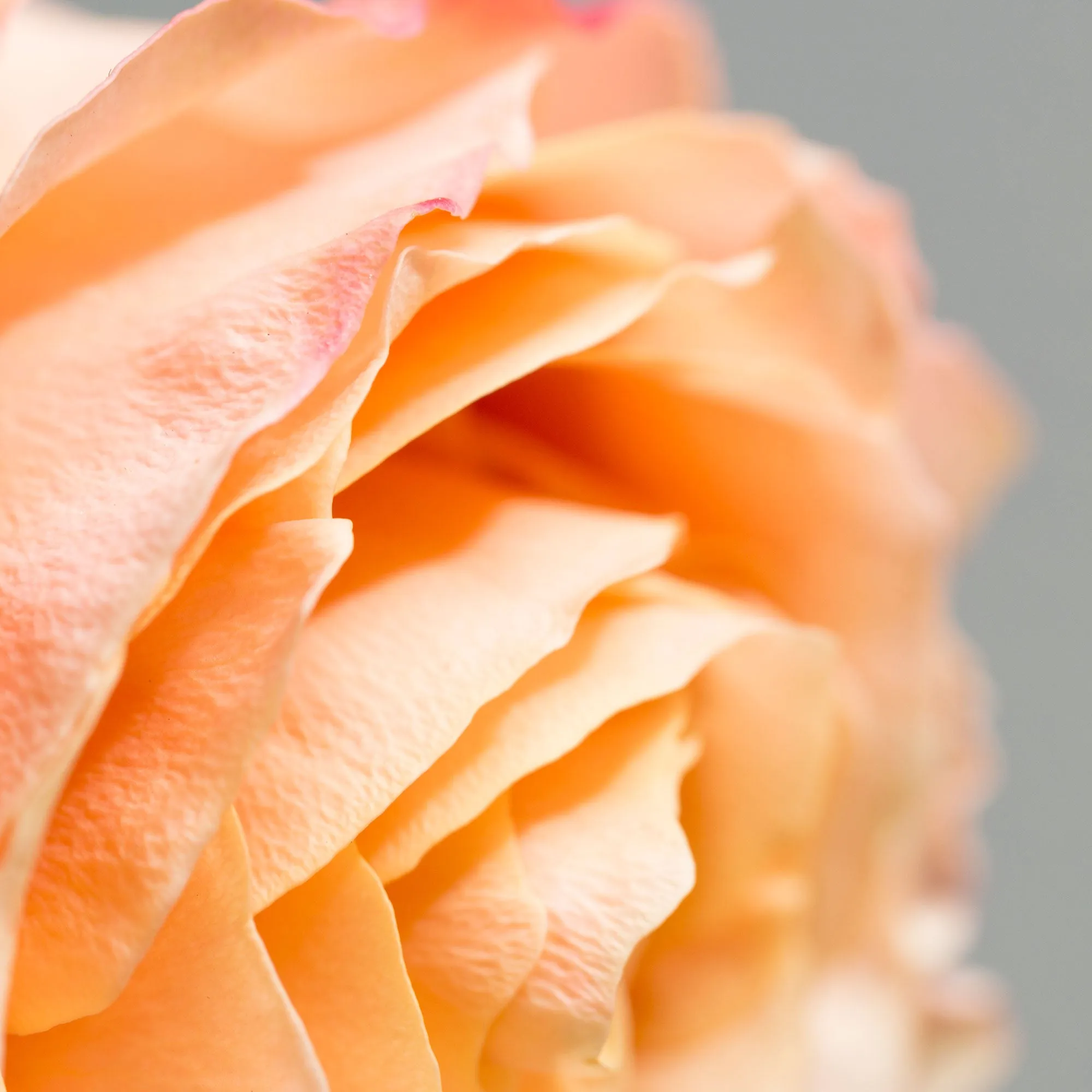 Special Edition Sunset Sphinx Rose Silk Scarf