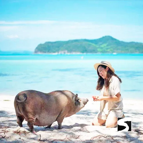 *Sunset snorkeling tour pig island Koh Mudsum & Koh Tan