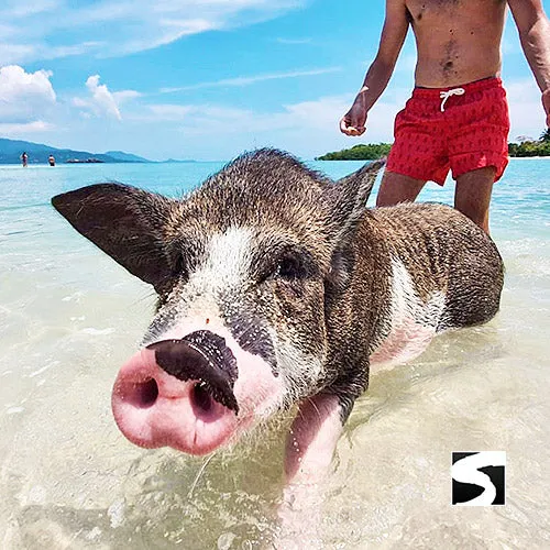 *Sunset snorkeling tour pig island Koh Mudsum & Koh Tan